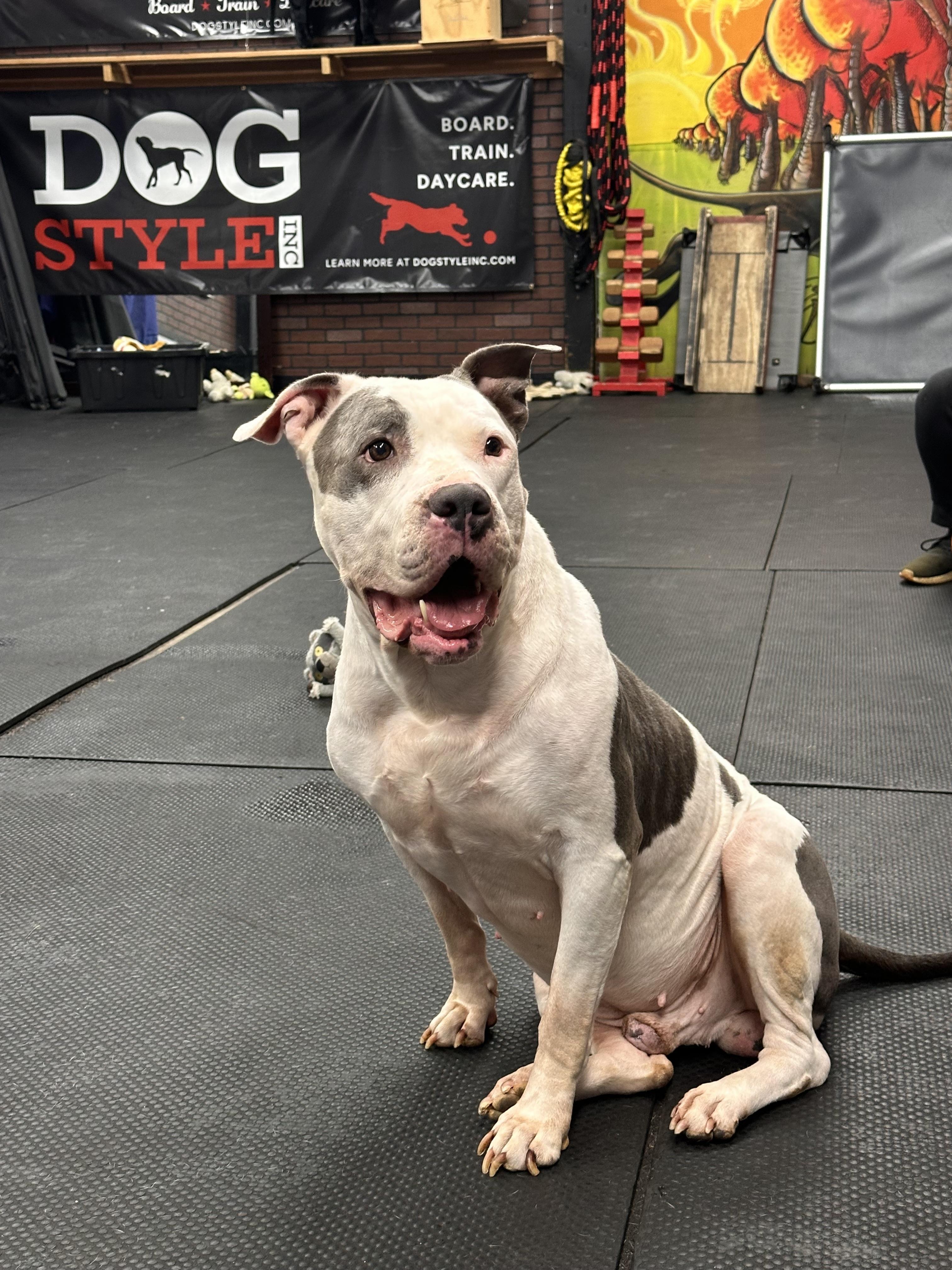 Enlarge Daddio, a Adoptable Pit Bull Terrier in Vernon Hills, IL image 2/5