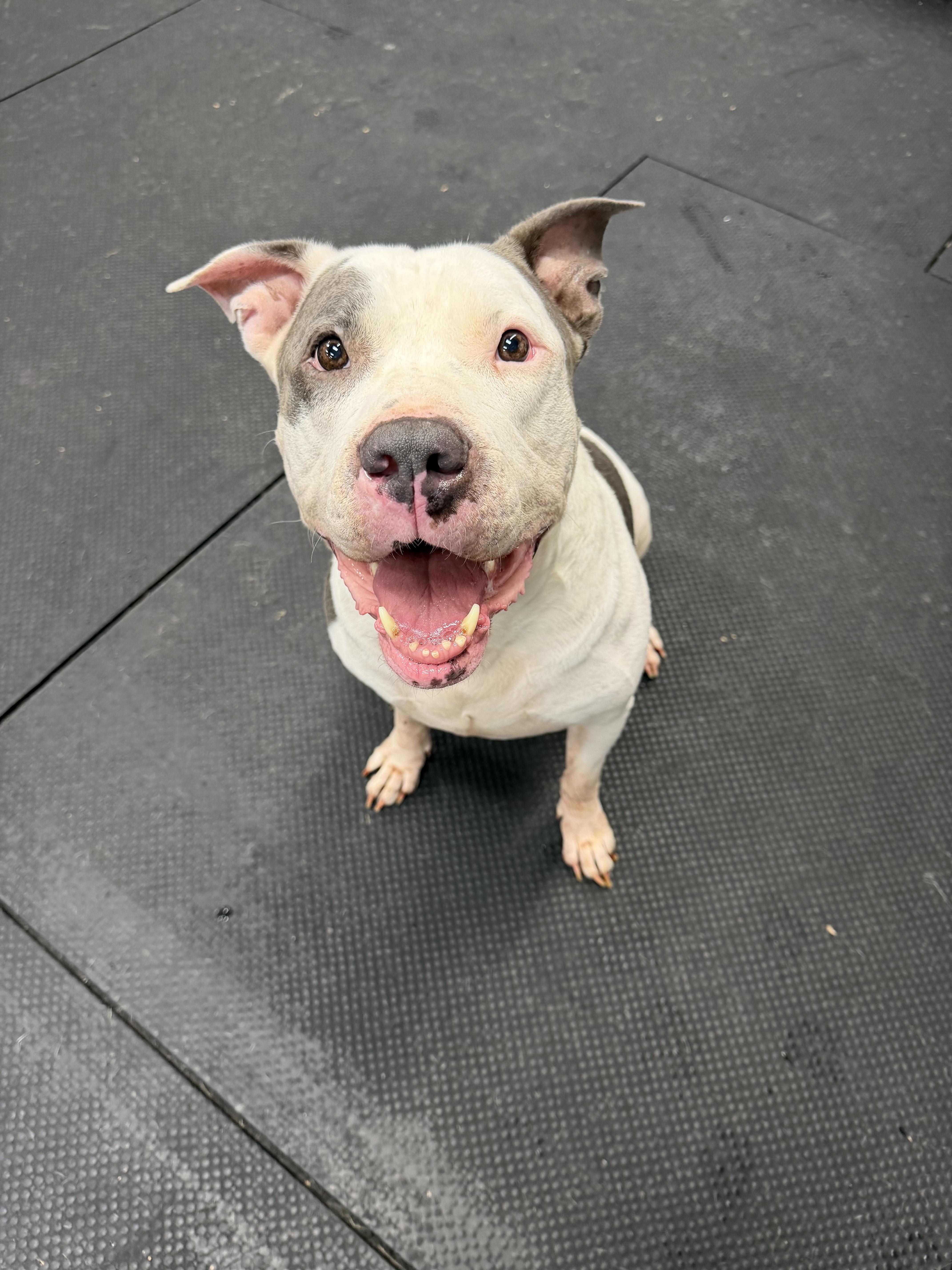 Daddio, Adoptable, Senior Male Pit Bull Terrier.