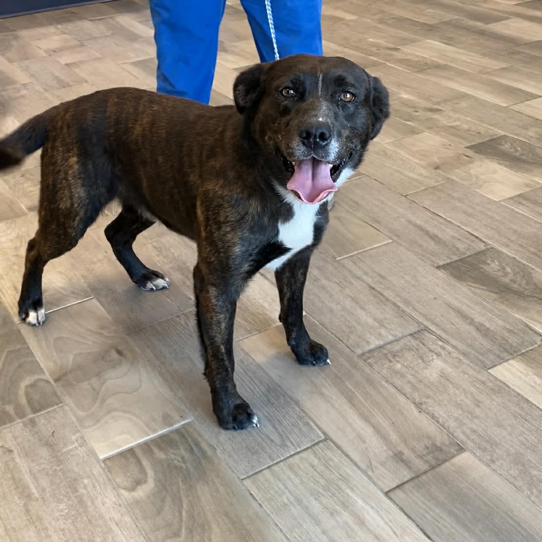 Enlarge Roscoe, a ADOPTABLE mixed breed in Nevada, MO image 1/1