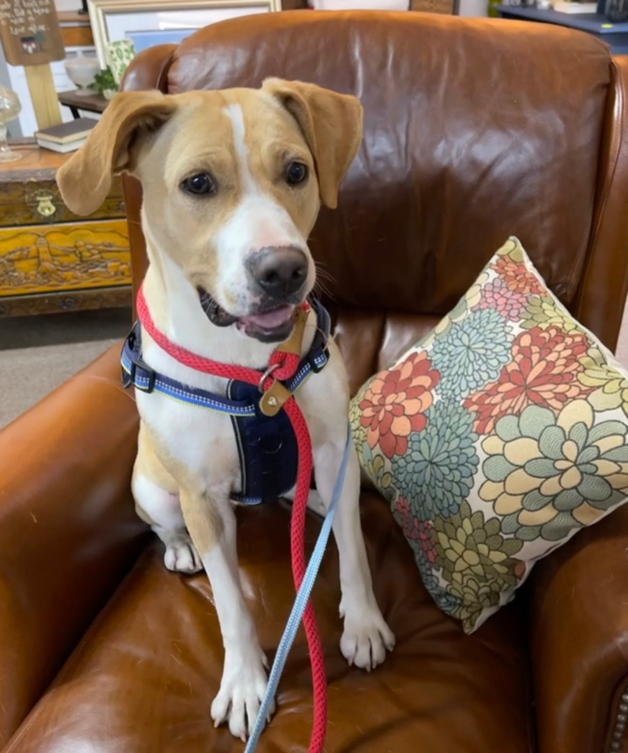 Shyla, Adopted, Adult Female Labrador Retriever & Beagle.