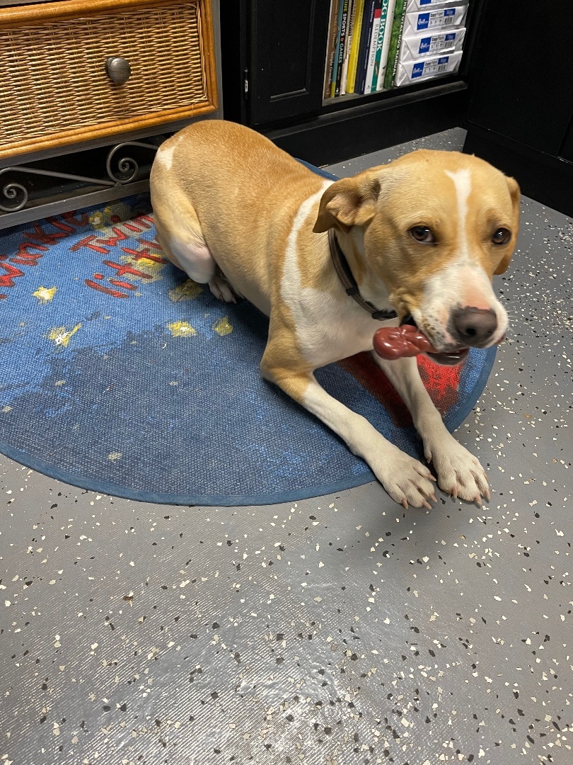 Enlarge Shyla, a Adopted mixed breed in Shelbyville, TN image 2/8