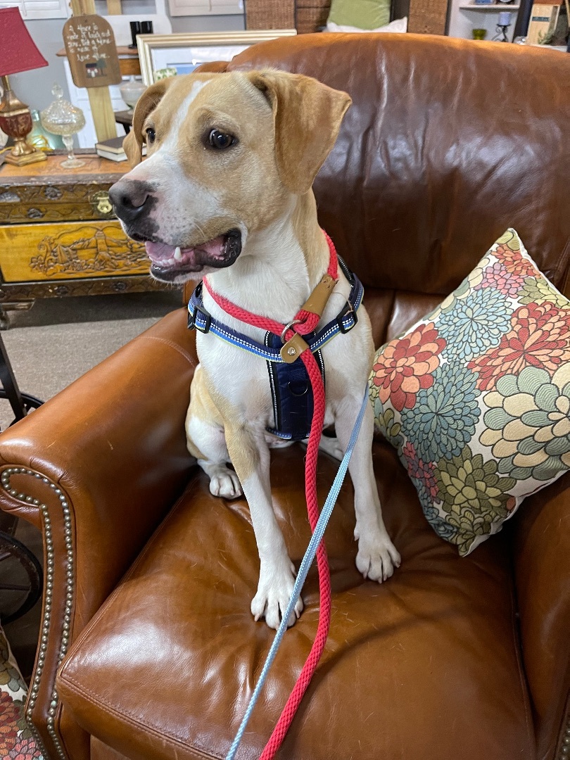 Enlarge Shyla, a Adopted mixed breed in Shelbyville, TN image 3/8