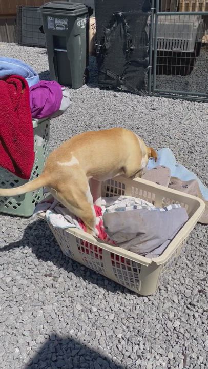 Enlarge Shyla, a Adopted mixed breed in Shelbyville, TN video 7/8