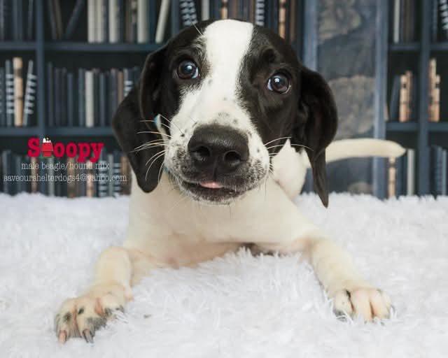 Snoopy, a Adoptable mixed breed in Covington, KY image 1/3