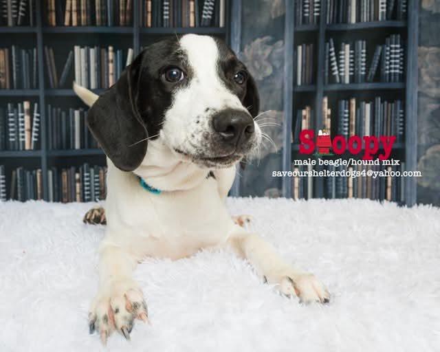 Snoopy, a Adoptable mixed breed in Covington, KY image 2/3