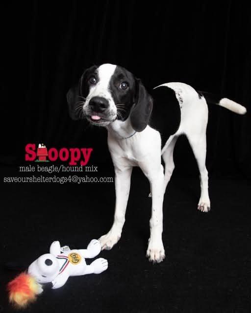 Snoopy