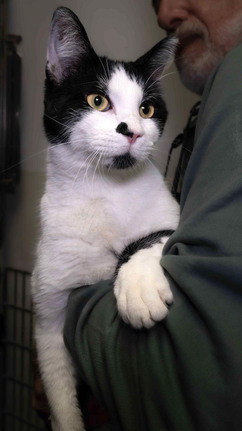 Juan, Adopted, Young Male Domestic Short Hair.