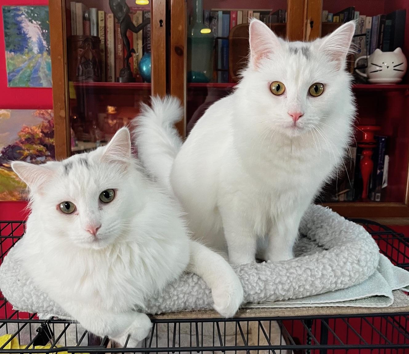 Enlarge Smudge, a Adoptable mixed breed in Sarasota, FL image 2/6