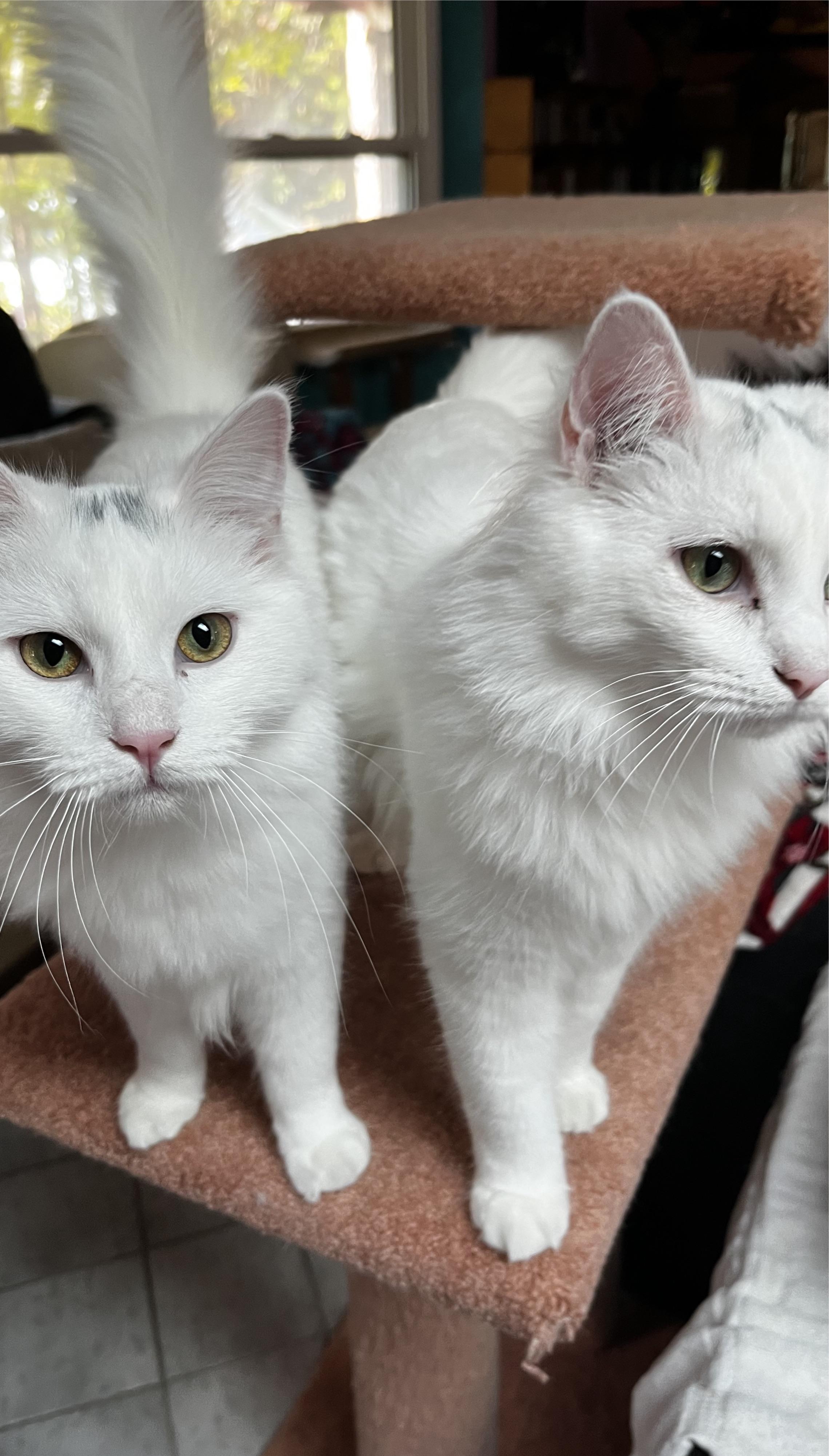 Enlarge Smudge, a Adoptable mixed breed in Sarasota, FL image 5/6