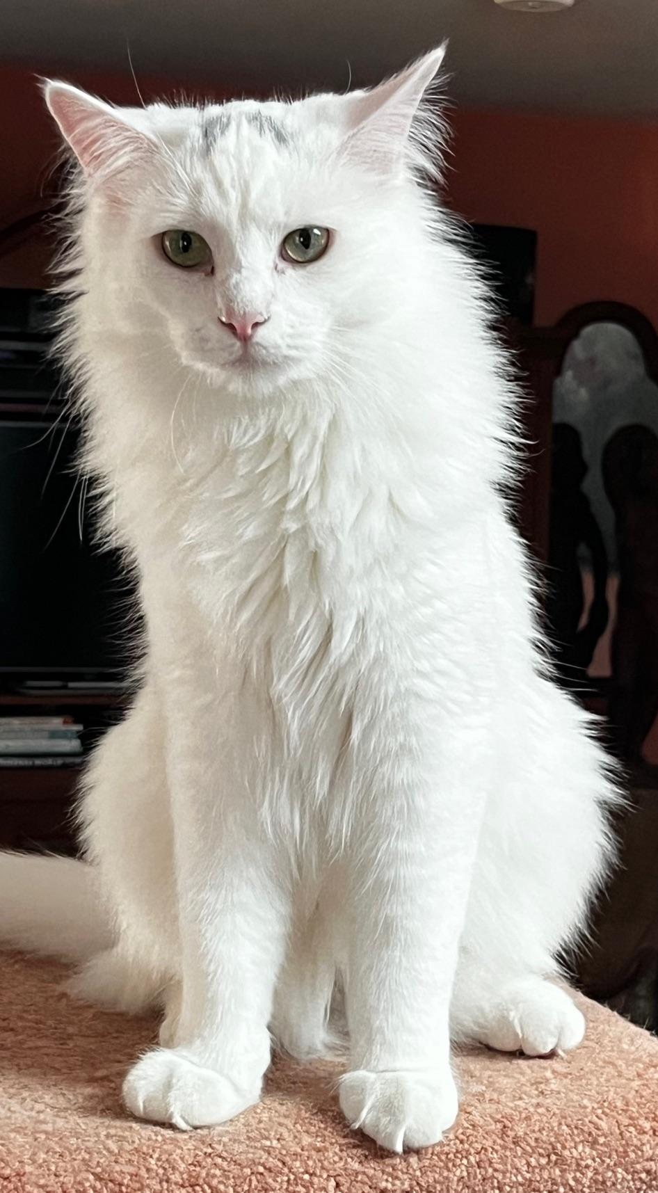 Enlarge Smudge, a Adoptable mixed breed in Sarasota, FL image 3/6