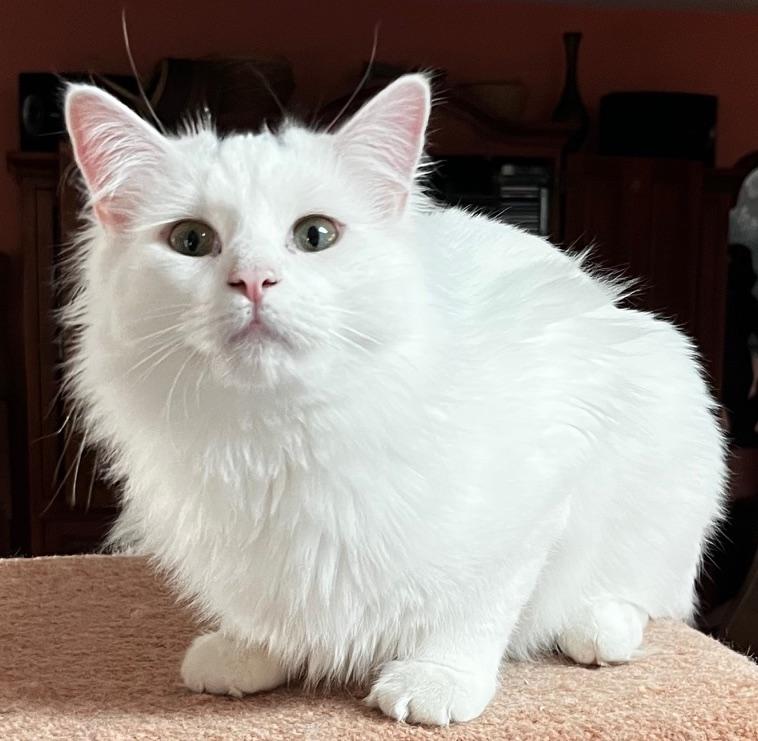 Enlarge Smudge, a Adoptable mixed breed in Sarasota, FL image 4/6