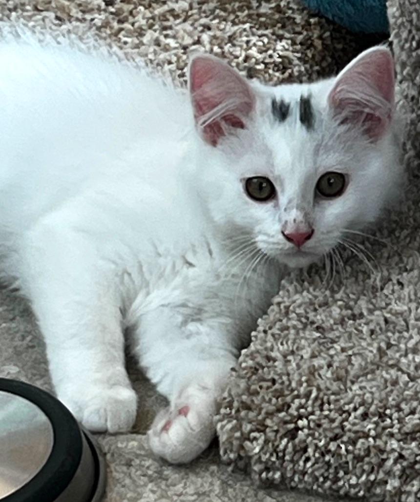 Smudge, Young Male Turkish Angora