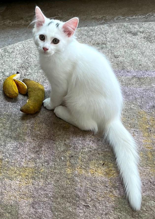 Smudge