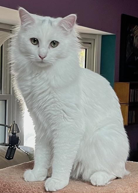 Smudge, Adoptable, Young Male Turkish Van.