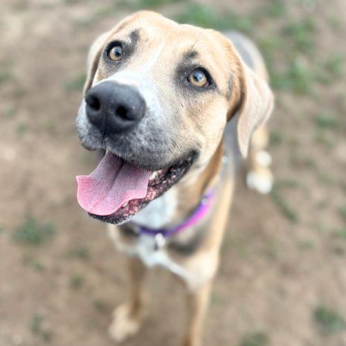 ELSA, Adoptable, Young Female Foxhound & German Shepherd Dog.
