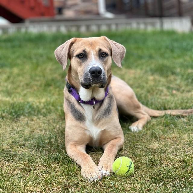 Enlarge HONEY, a Adoptable mixed breed in Aurora, CO image 1/1