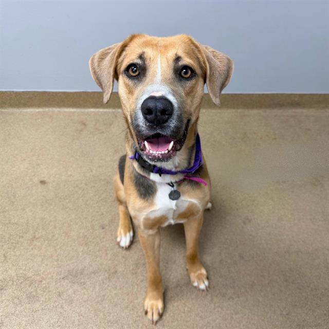 Enlarge ELSA, a Adoptable mixed breed in Aurora, CO image 1/1