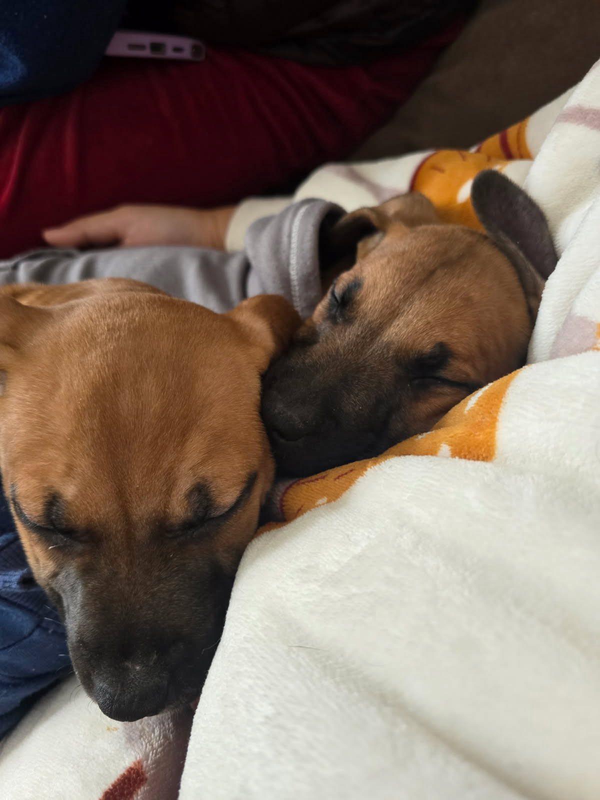 Enlarge Sammy, an adopted mixed breed in Riverdale, NJ image 4/6