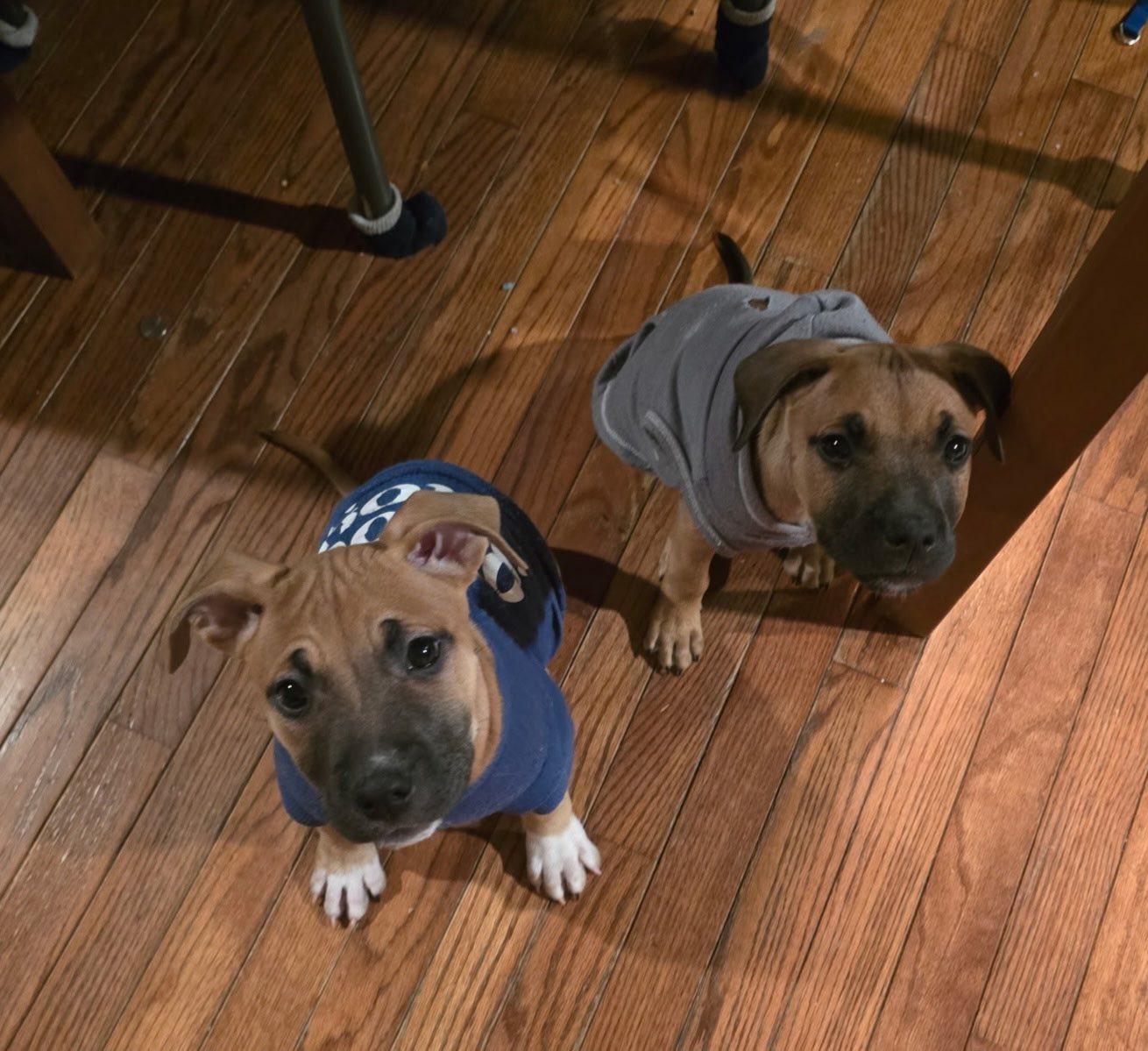 Sammy, adopted, Puppy Female Mixed Breed.