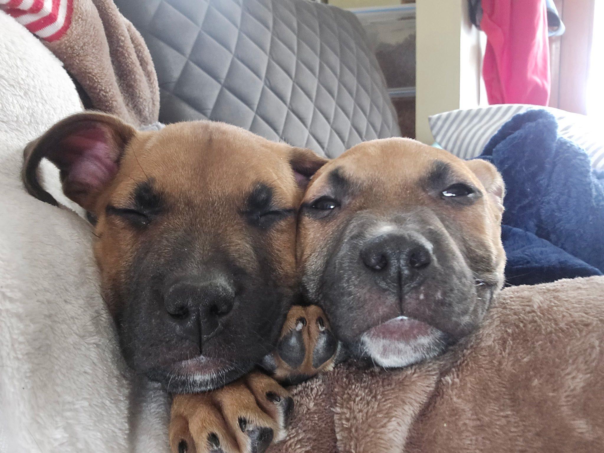 Enlarge Sammy, an adopted mixed breed in Riverdale, NJ image 6/6