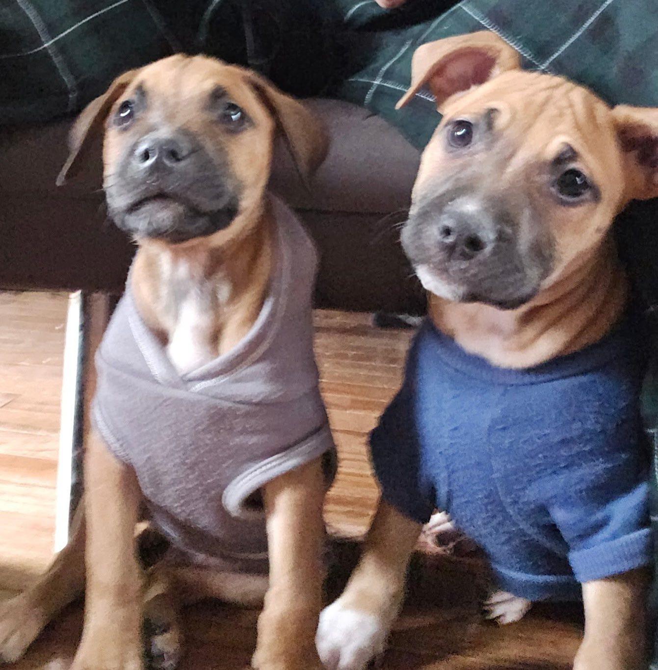 Enlarge Sammy, an adopted mixed breed in Riverdale, NJ image 3/6