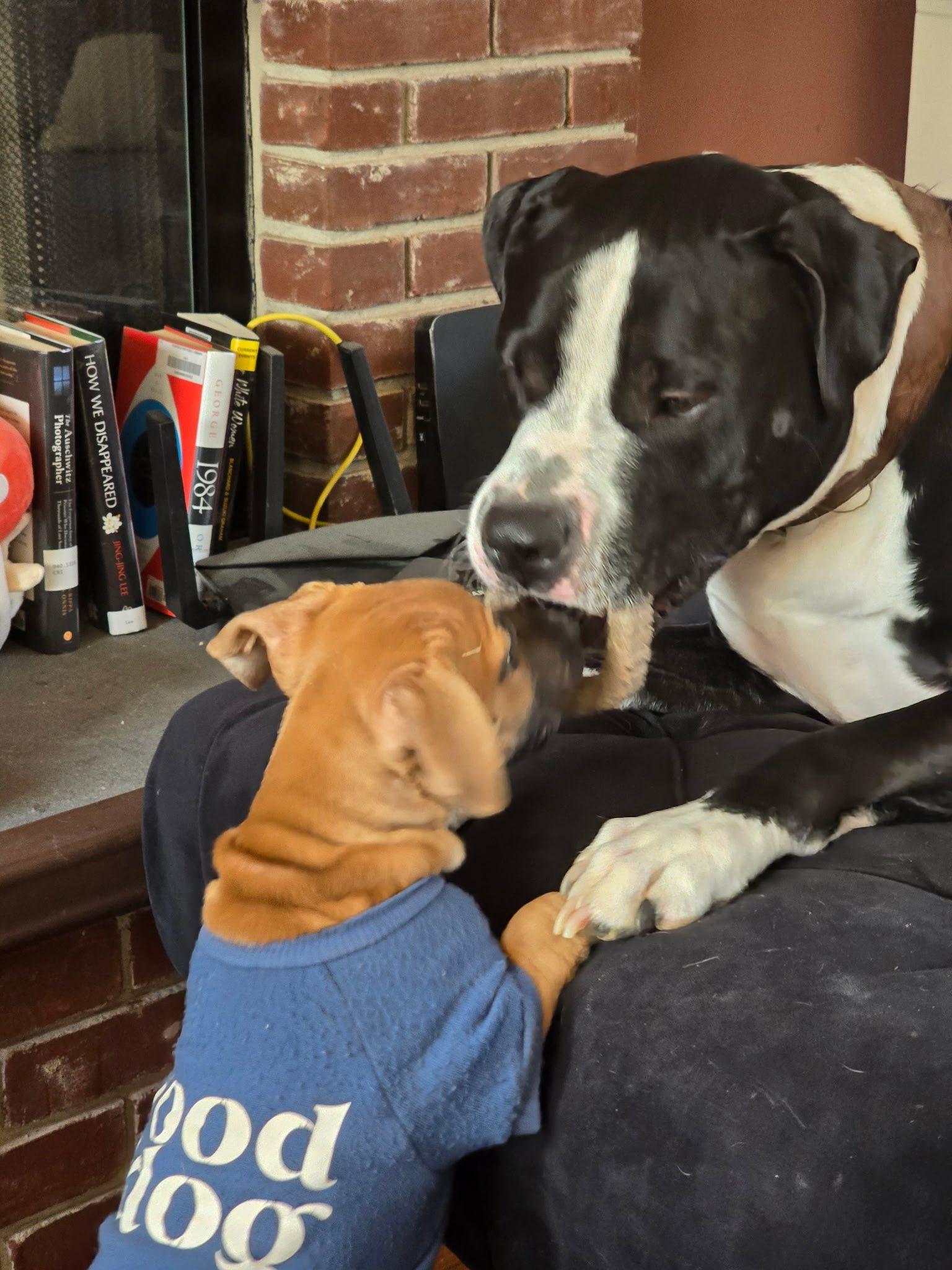 Enlarge Sammy, an adopted mixed breed in Riverdale, NJ image 2/6