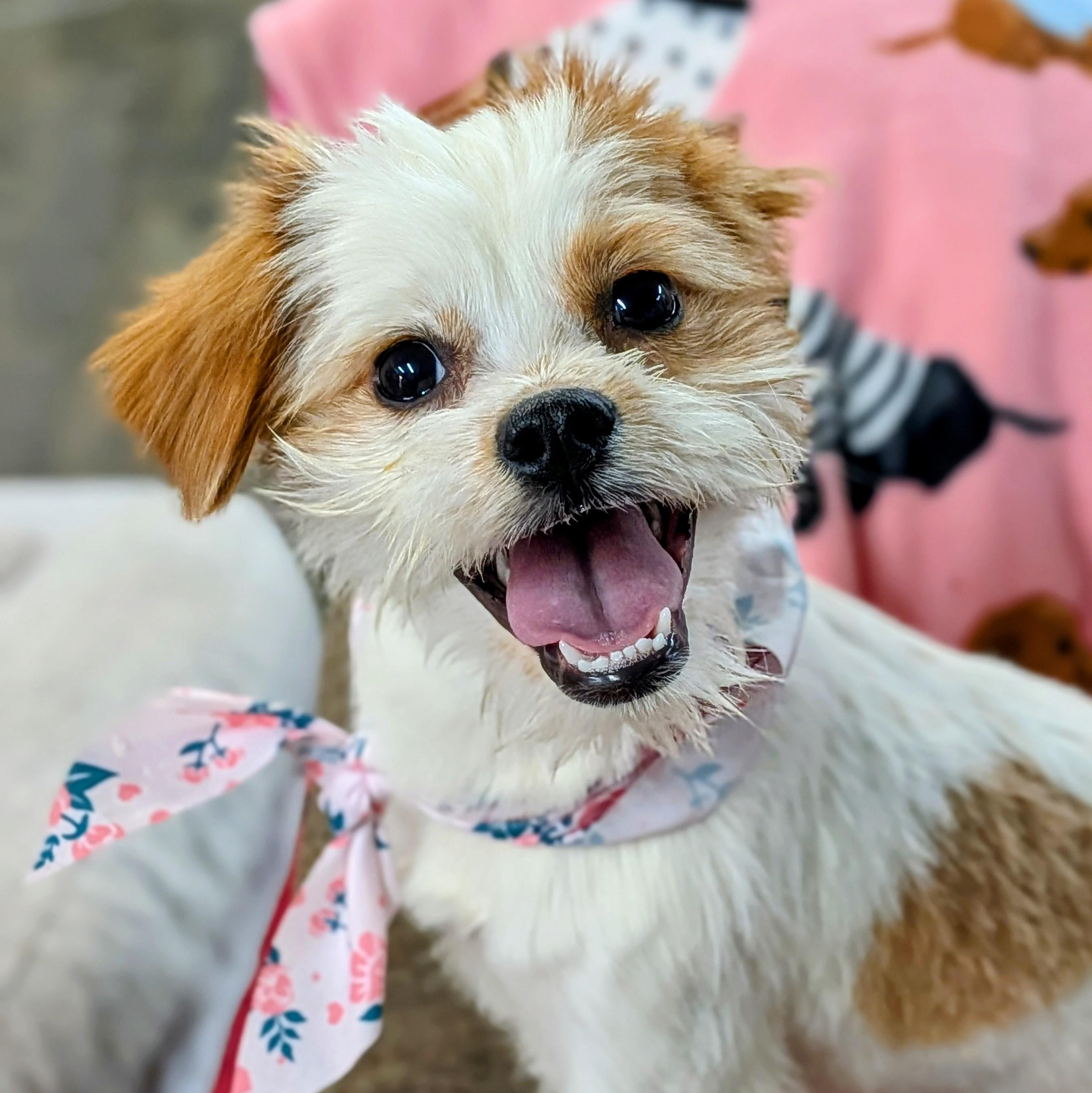 Bailey, an adopted mixed breed in St. George, UT image 1/2