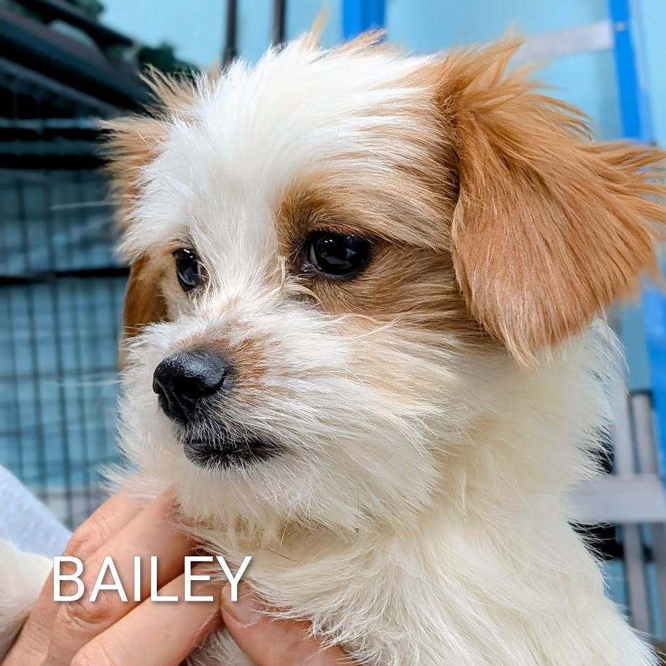Bailey, an adopted mixed breed in St. George, UT image 2/2