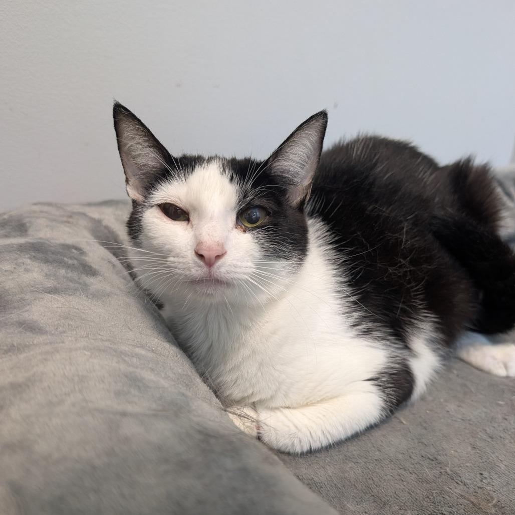 Fallon, Adoptable, Young Female Domestic Short Hair.