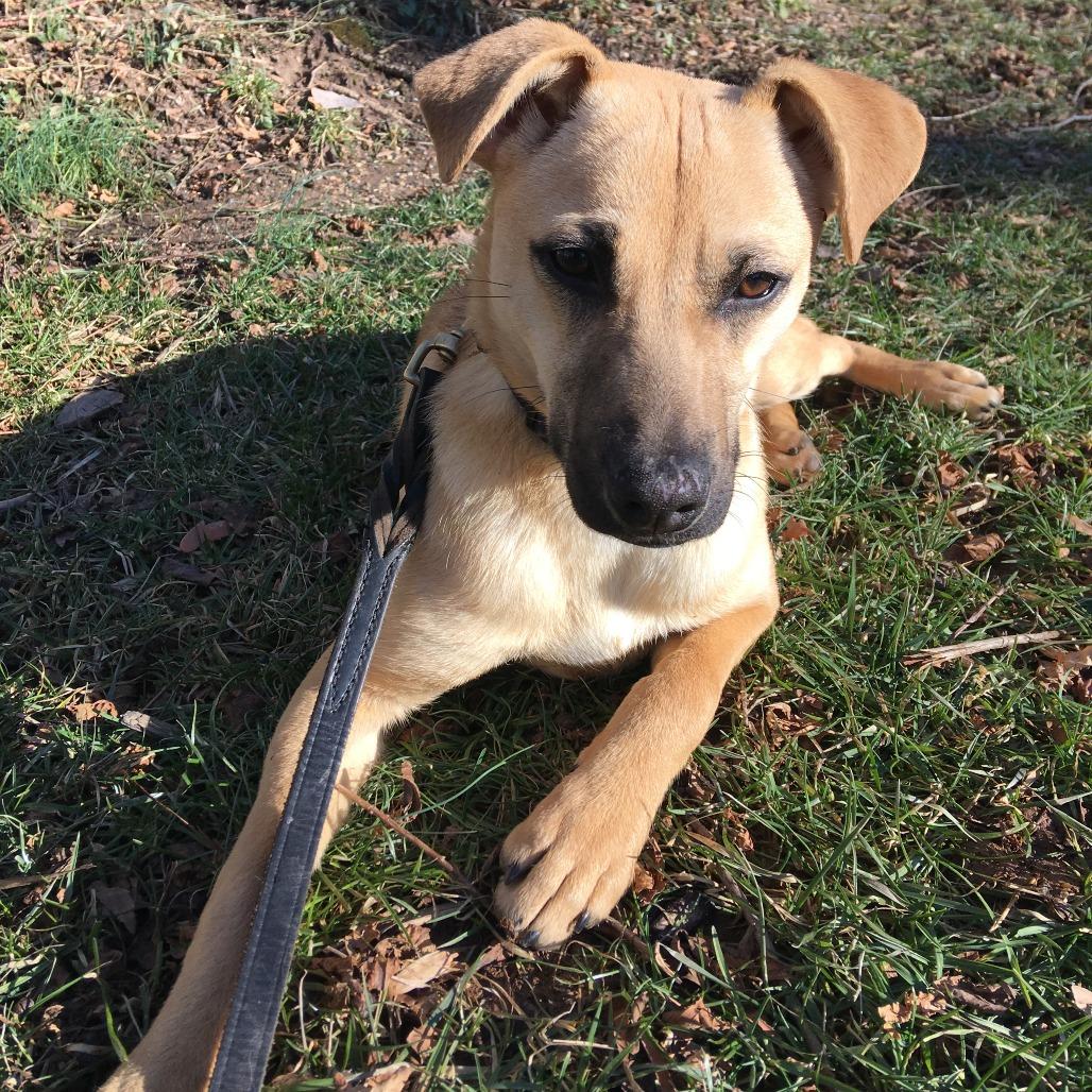 Hunny, a Adoptable Labrador Retriever in Ellicott City, MD image 1/6