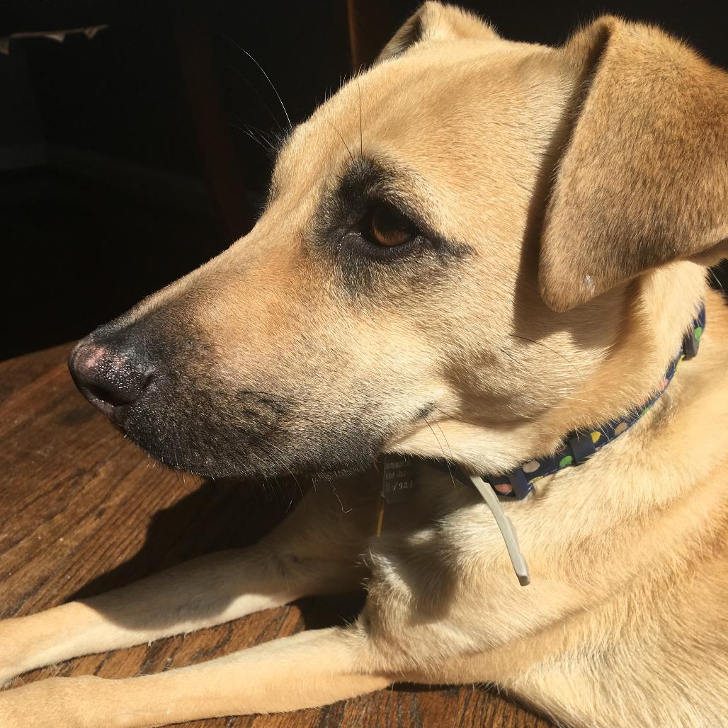Hunny, a Adoptable Labrador Retriever in Ellicott City, MD image 2/6