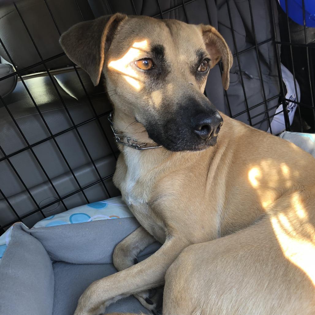 Hunny, a Adoptable Labrador Retriever in Ellicott City, MD image 3/6