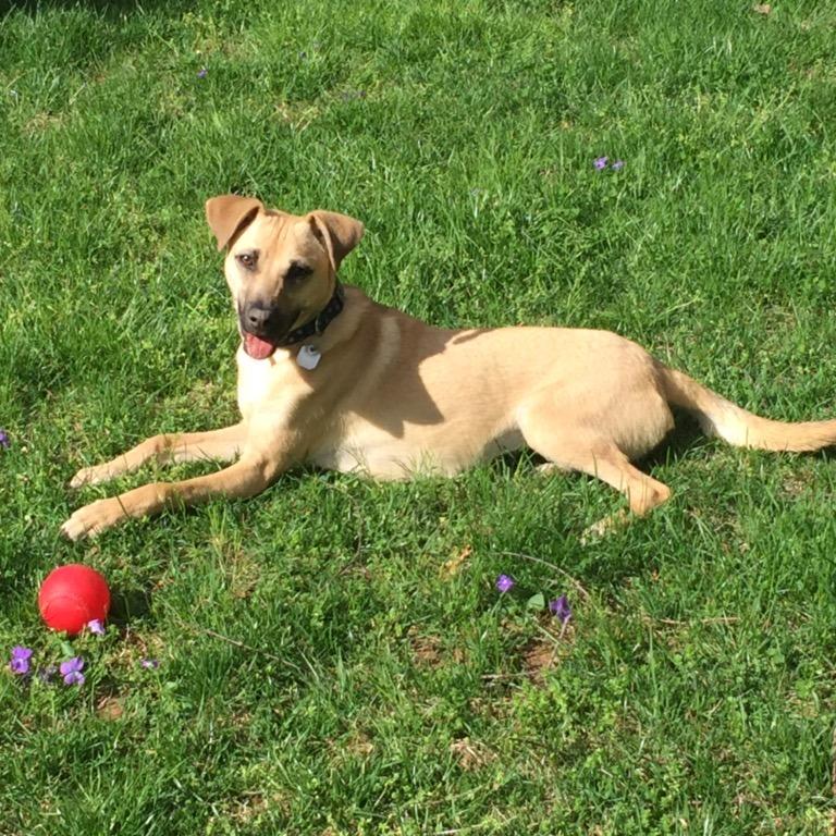 Hunny, a Adoptable Labrador Retriever in Ellicott City, MD image 4/6