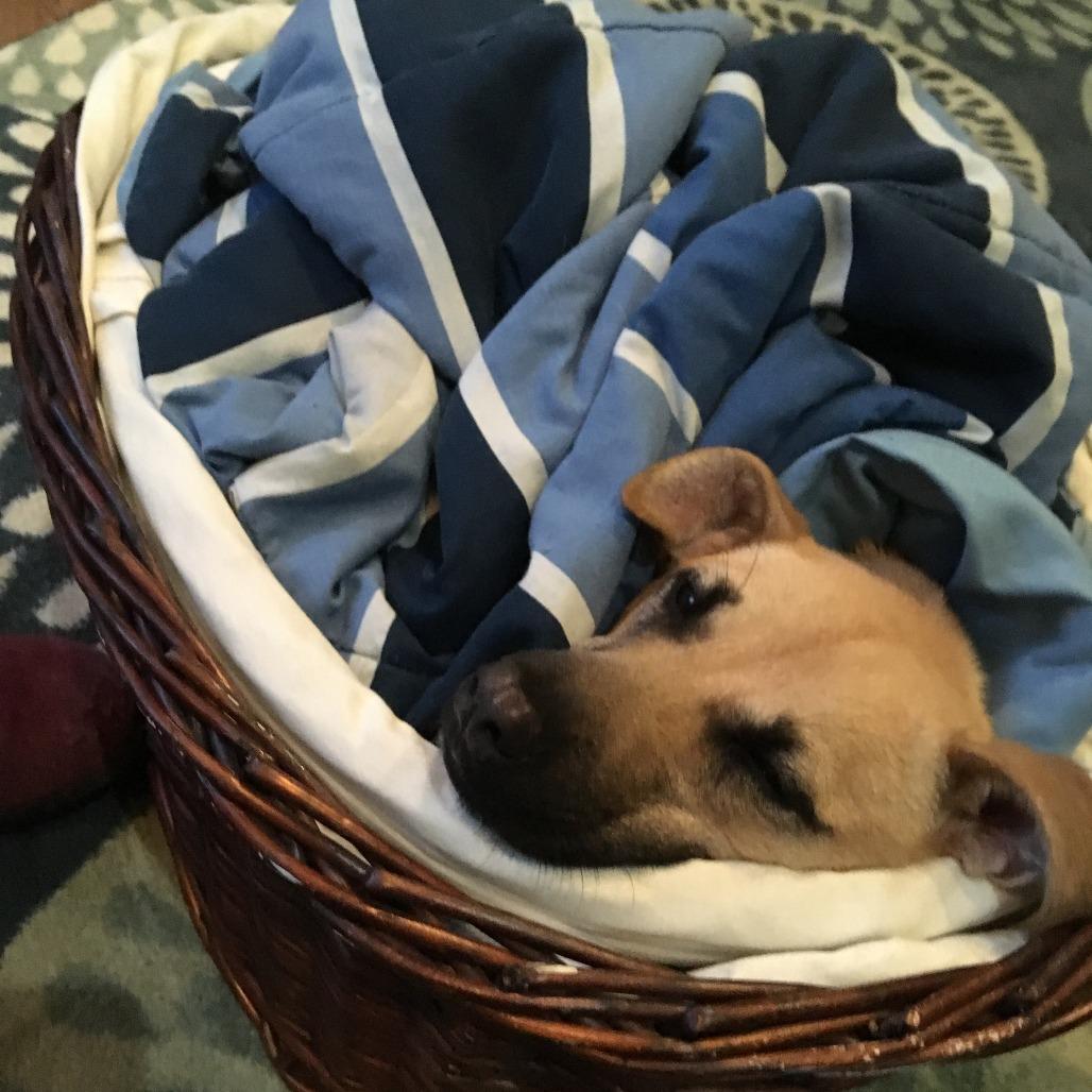 Hunny, a Adoptable Labrador Retriever in Ellicott City, MD image 6/6