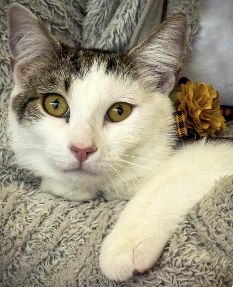 Enlarge Justin Bieber, a Adoptable mixed breed in Oradell, NJ image 1/6