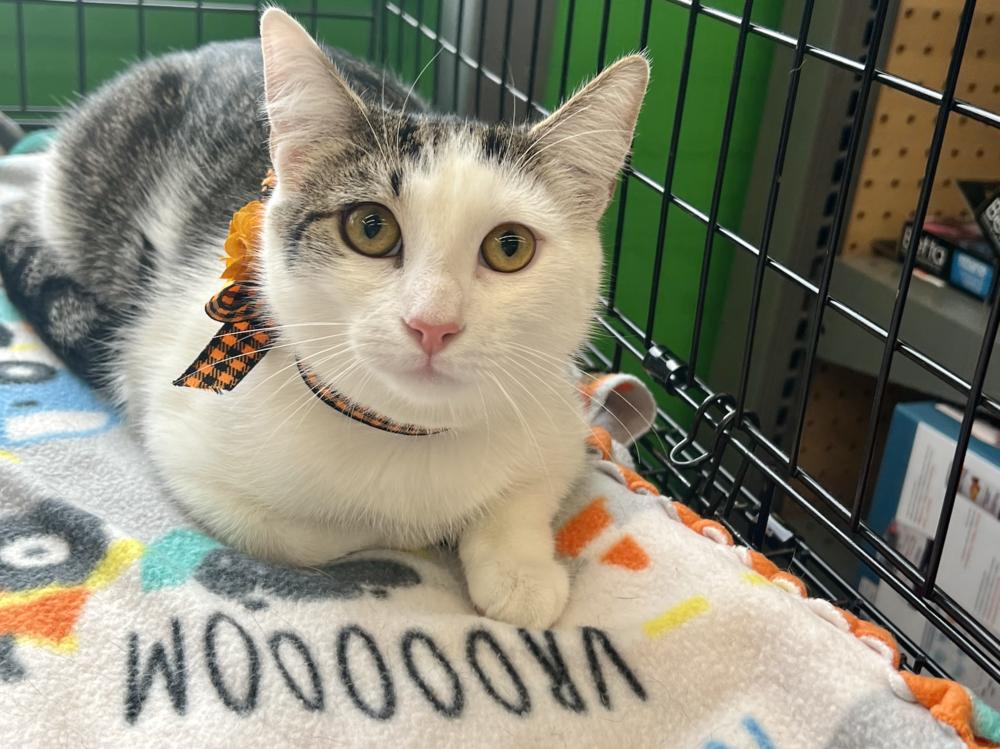 Enlarge Justin Bieber, a Adoptable mixed breed in Oradell, NJ image 2/6