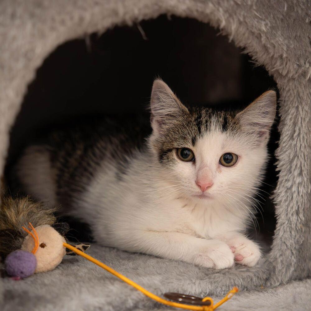 Enlarge Justin Bieber, a Adoptable mixed breed in Oradell, NJ image 3/6