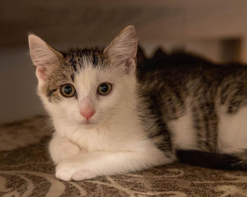 Enlarge Justin Bieber, a Adoptable mixed breed in Oradell, NJ image 4/6