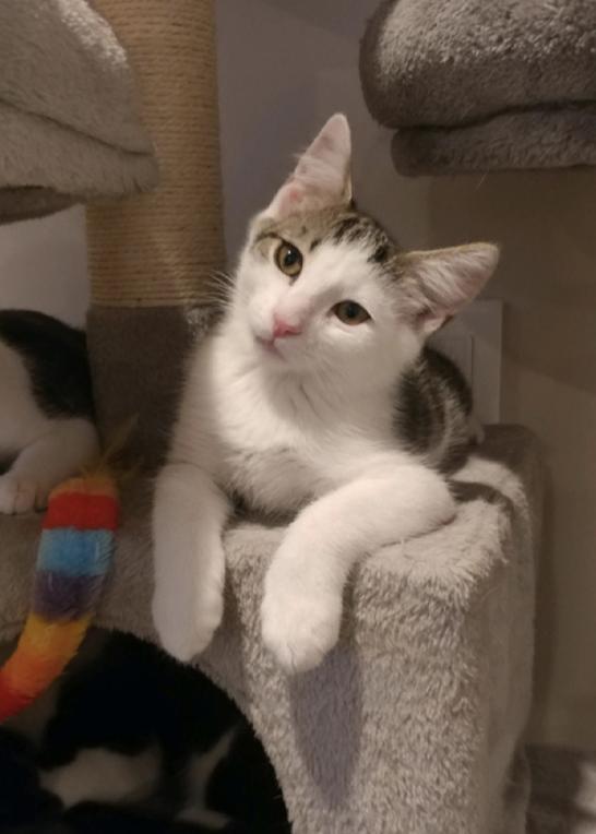 Enlarge Justin Bieber, a Adoptable mixed breed in Oradell, NJ image 5/6