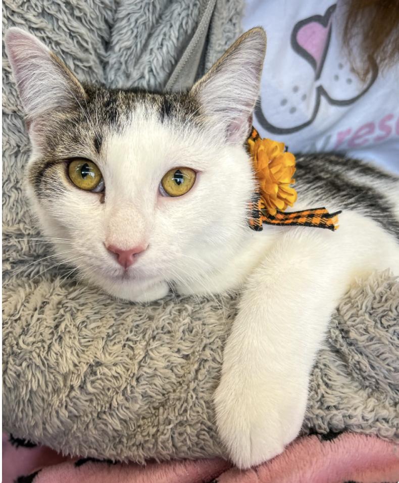 Enlarge Justin Bieber, a Adoptable mixed breed in Oradell, NJ image 6/6