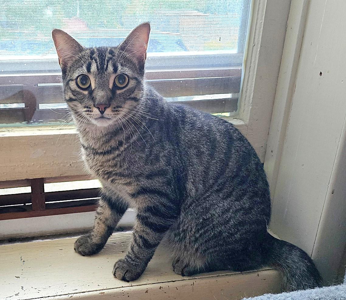 Diesel, Adoptable, Young Male Domestic Short Hair.