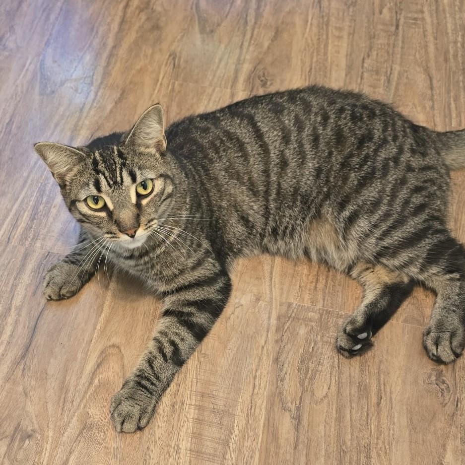 Diesel, a Adoptable Domestic Short Hair image 2/5