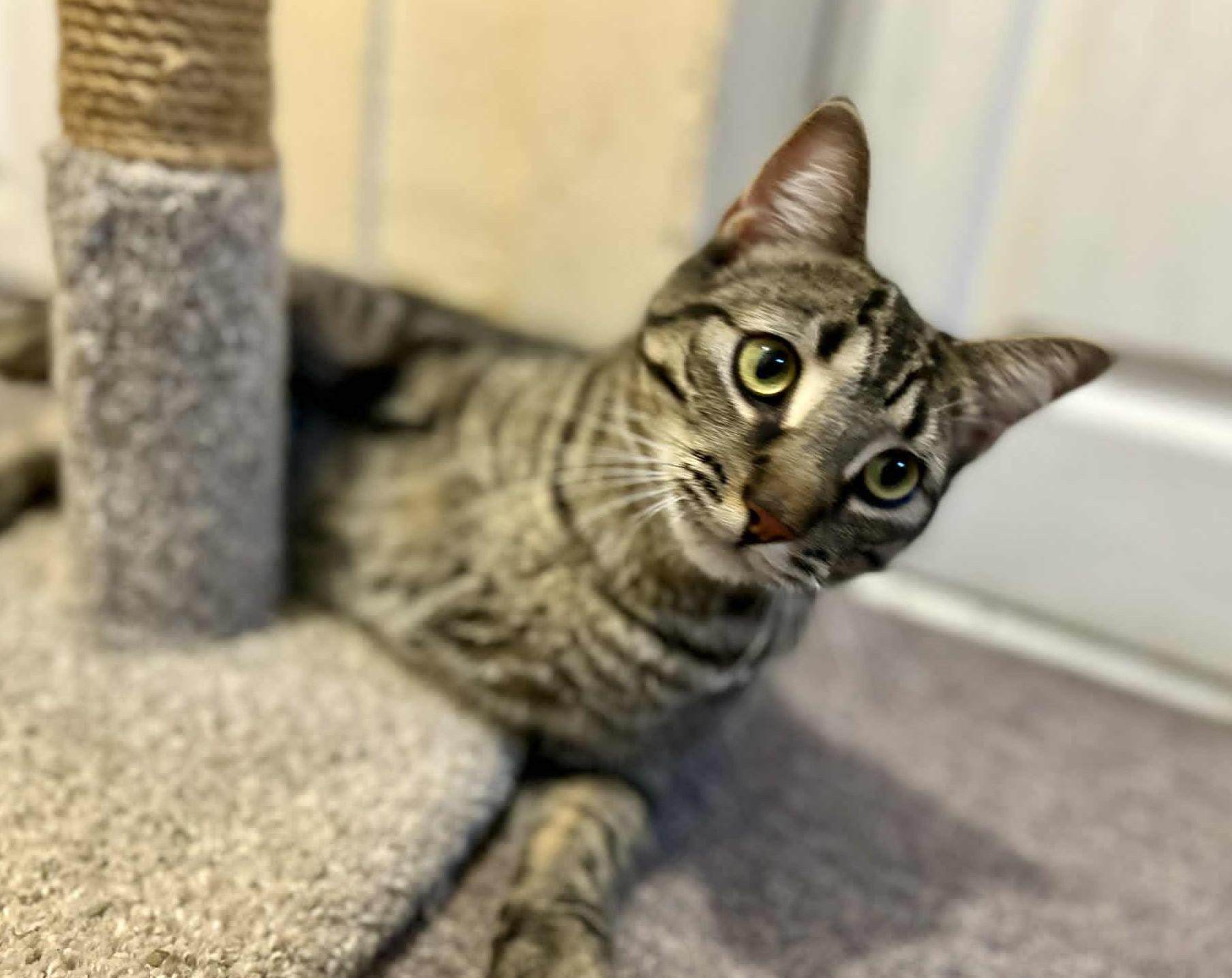 Diesel, a Adoptable Domestic Short Hair image 3/5