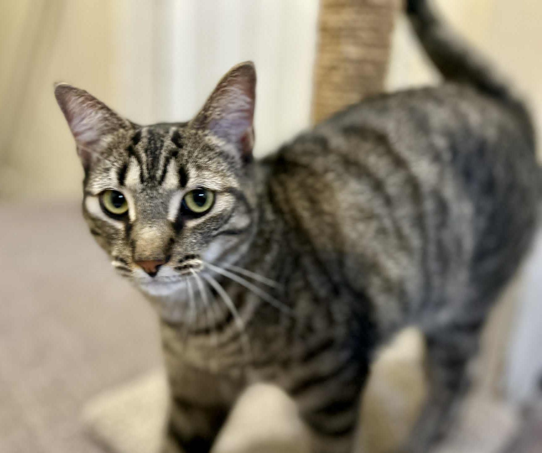 Diesel, a Adoptable Domestic Short Hair image 5/5