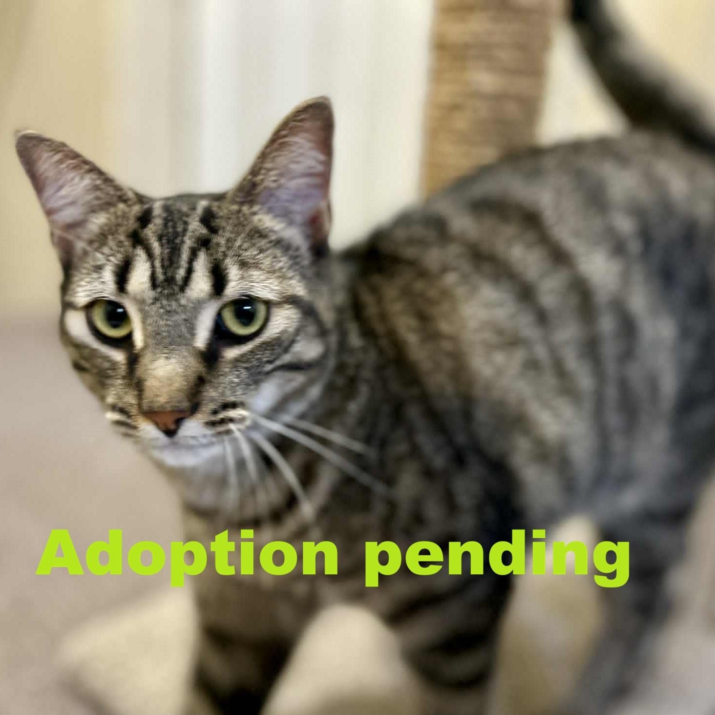 Enlarge Diesel, an adopted Domestic Short Hair in Guelph, ON image 1/6