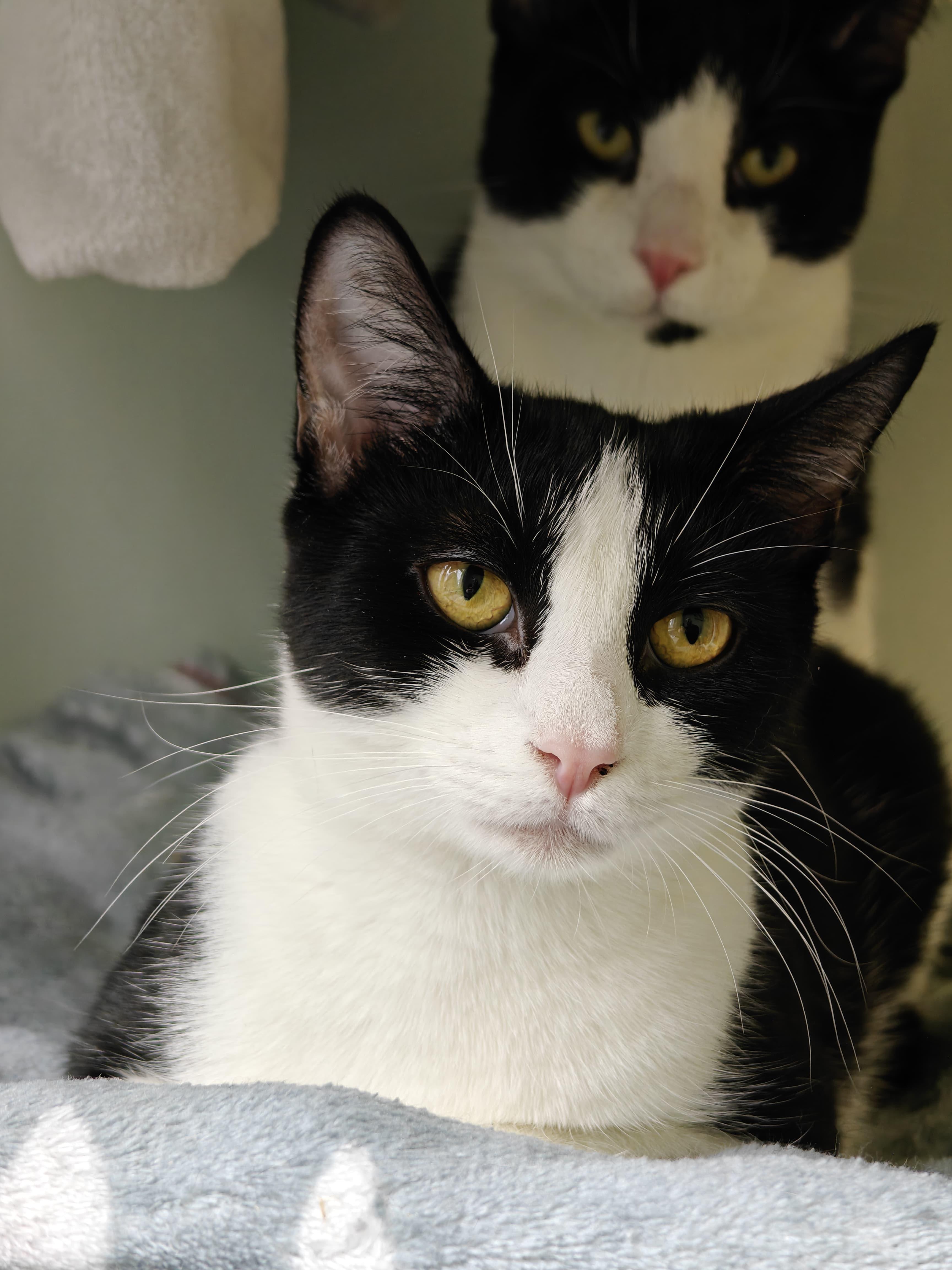 Elphie, a ADOPTABLE Domestic Short Hair in New Britain, CT image 1/4