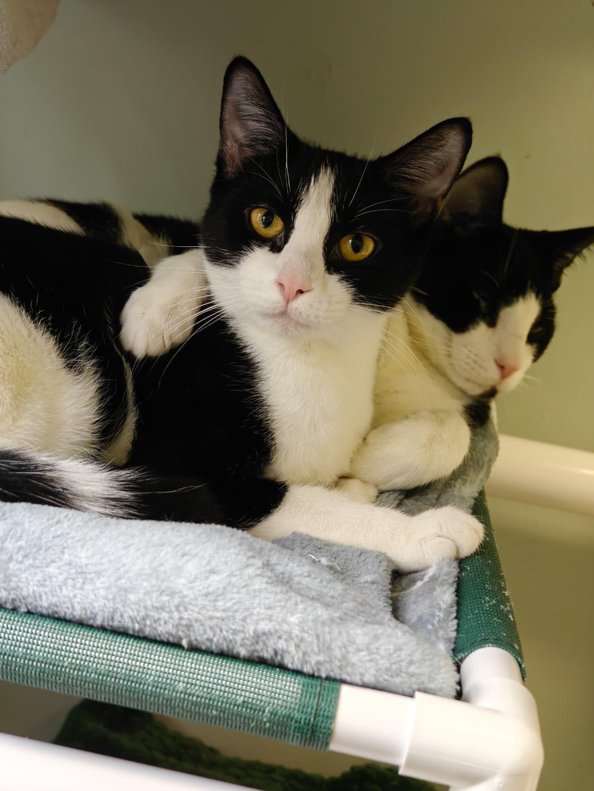 Elphie, a ADOPTABLE Domestic Short Hair in New Britain, CT image 2/4