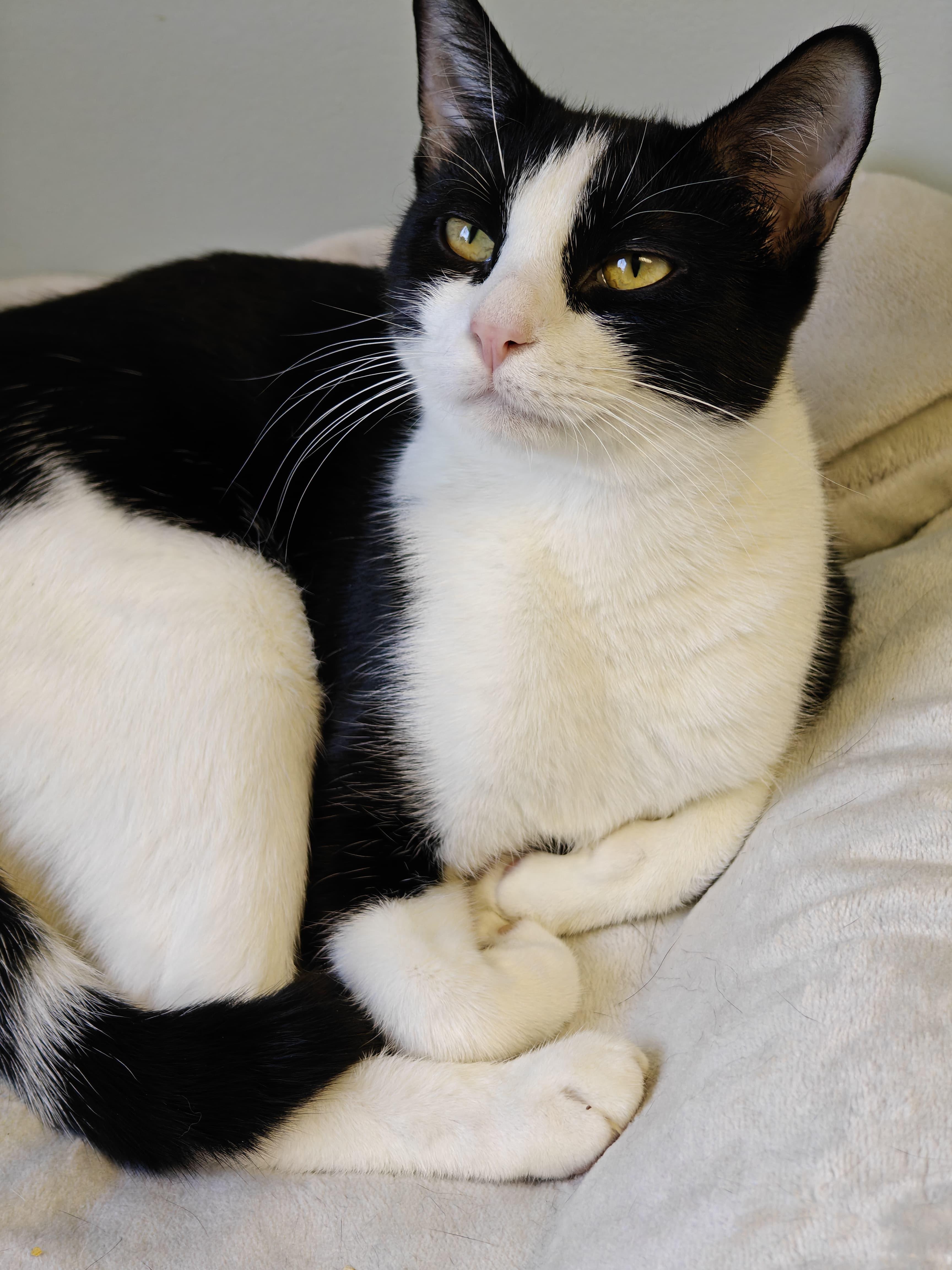 Elphie, a ADOPTABLE Domestic Short Hair in New Britain, CT image 3/4