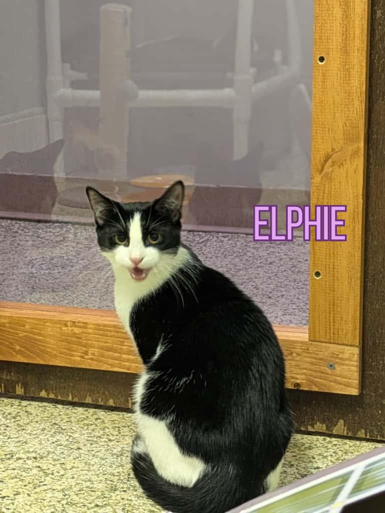 Elphie, a ADOPTABLE Domestic Short Hair in New Britain, CT image 4/4