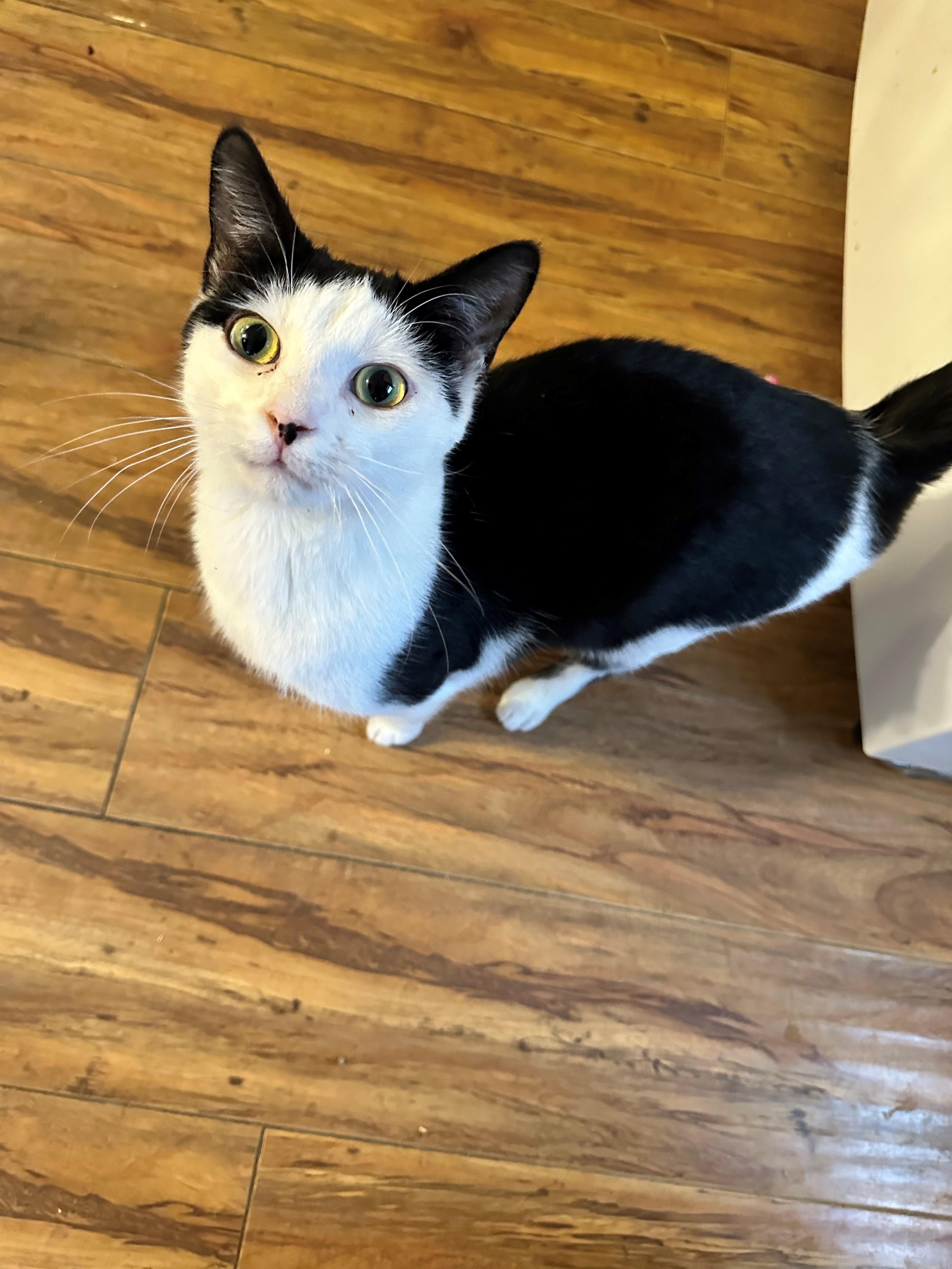 Tony, Adoptable, Young Male Domestic Short Hair.